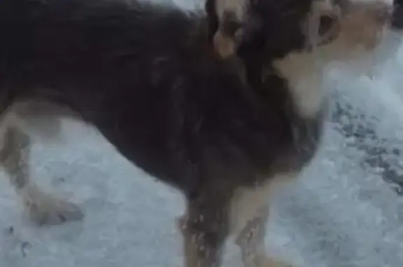 Пропала собака Гарик в селе Никольское-на-Черемшане