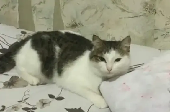 Кошки потеряшки, Мезень, фото: Потеряшка белая кошка в Мезени, пр-т Первомайский, 48.