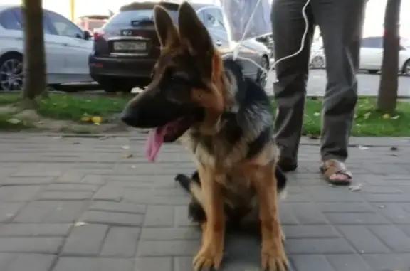 Найдена собака, Нижний Новгород, фото: Найдена овчарка на ул. Белинского