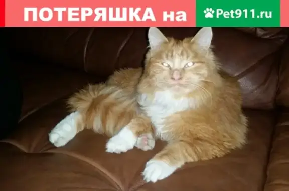 Пропала кошка в районе Шимановского-Рабочая, на ошейнике адресник в виде сердечка