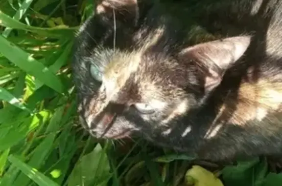 Найдена кошка в с. Косулино, травмирована.