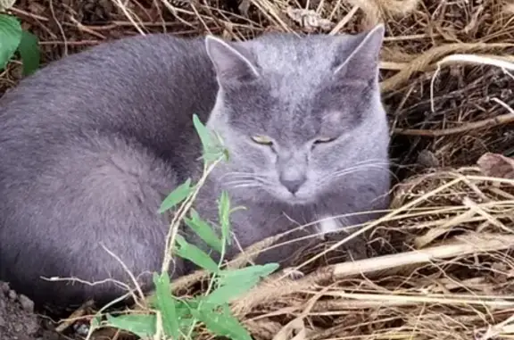 Найдена кошка в Красноярске на ул. Дубенского