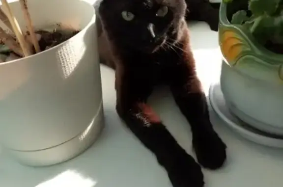 Кошки потеряшки, Ярославль, фото: Потеряшка кошка на пр-т Машиностроителей,38 кор.2, Ярославль