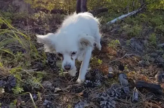Пропала собака на ул. Строителей, Ханты-Мансийск, кличка Люба или Блю-Блю