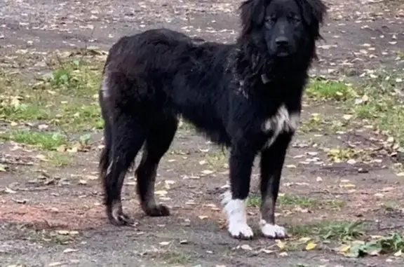 Собака найдена в Озерске, Челябинская область, 15 сад.