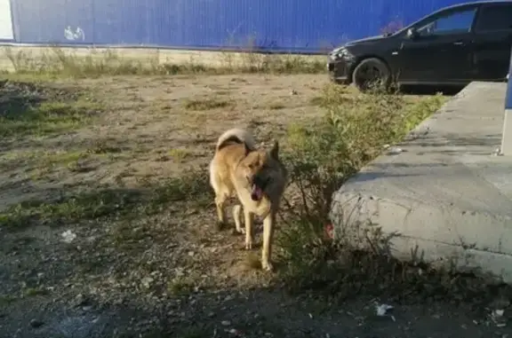Найдена собака в Березниках, ищем хозяина!