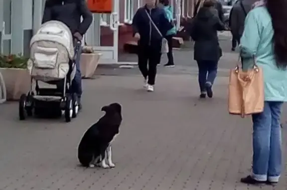 Потерянная собака на ул. Леонова-40 лет Октября, Кировский район