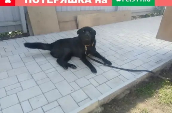 Найден чёрный пёс в Хрипани, Раменский район