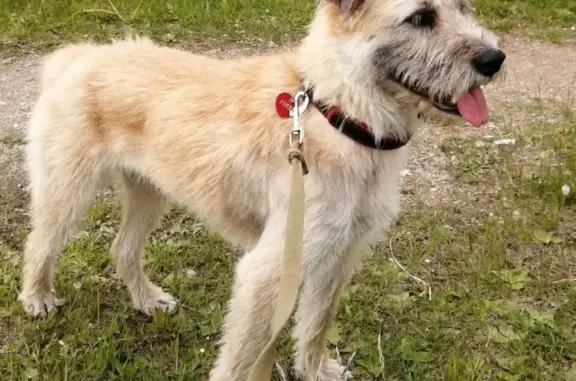Пропала собака в Никольском, Тосненский район, ЛО