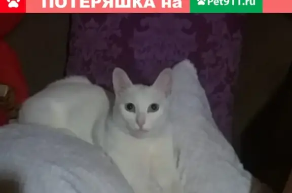 Пропал кот Бакс в поселке Берёзовка, Красноярский край