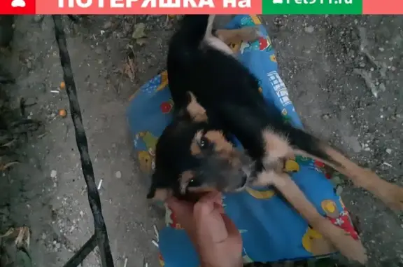 Собака на Первомайской, с синим ошейником (Симферополь)