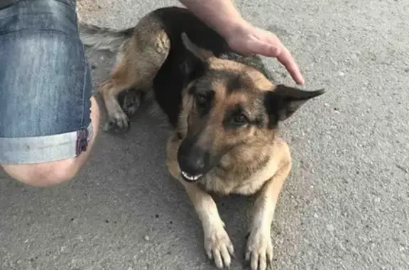 Найдена собака в Глазовке, Керчь