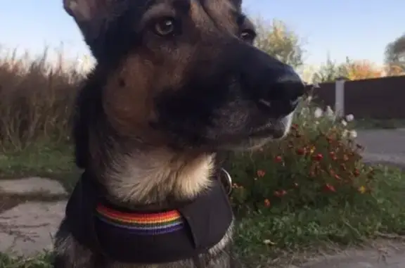 Пропала собака в Казани, ищем помощь!