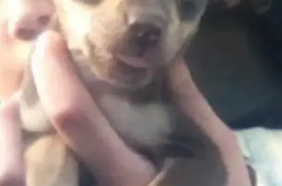 Потерянные животные Липецк, фото: Пропала собака в Липецке, пос. Силикатный