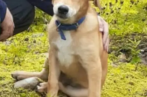Пропала собака в Вуктыле, Республика Коми