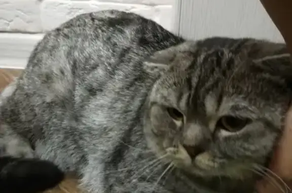Потерянный шотландский кот в Дагомысе на Гайдара 20