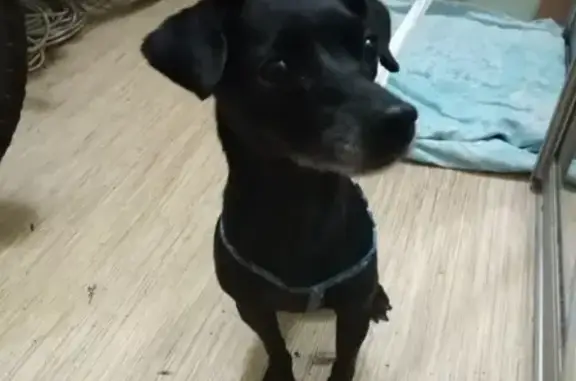 Найдена собака в Красноярске https://vk.com/id340745990