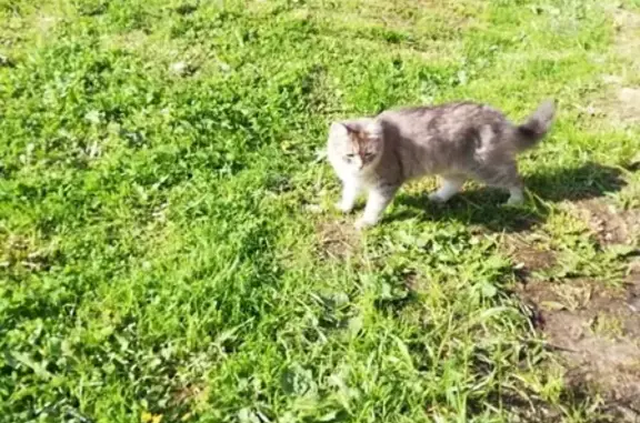 Пропала кошка в Череповце, район училища связи