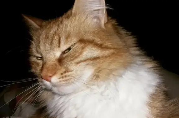 Кошки потеряшки, Ярославль, фото: Потеряшка кошка в Ярославле, ул. 2-я Больничная