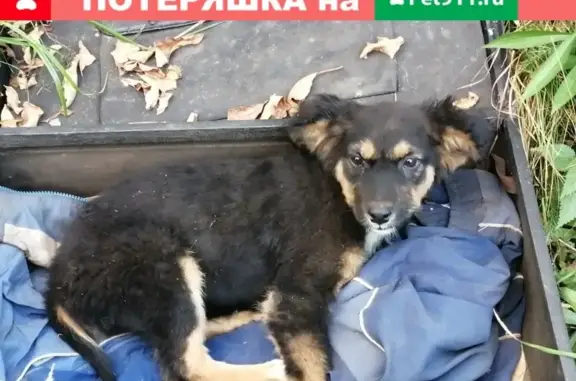 Найден щенок в Автозаводском районе, Новое Доскино.