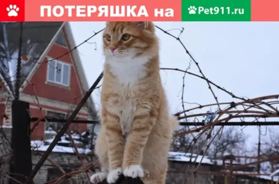 Пропала кошка на улице Пескова, 28, Ростов-на-Дону