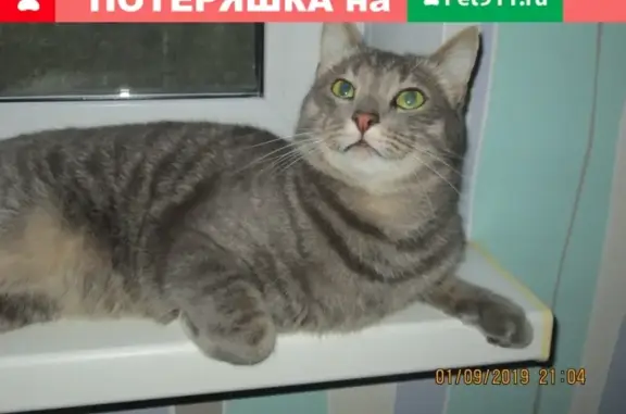 Пропал кот в районе Доватора 40, Пермь