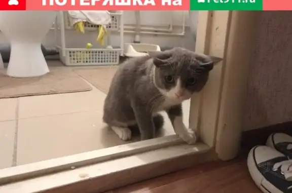 Найден кот на ул. Котлярова, Краснодар