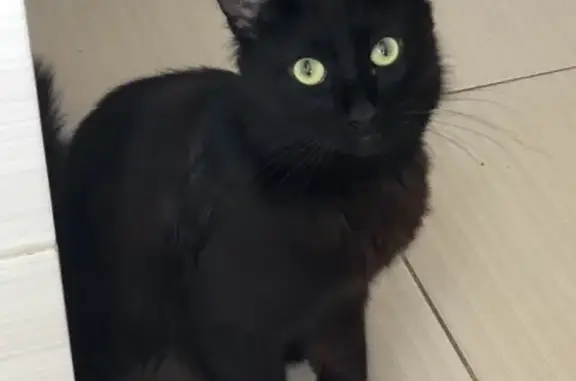Найден чёрный кот в Москве, Кузьминки (ул. Академика Скрябина 28).