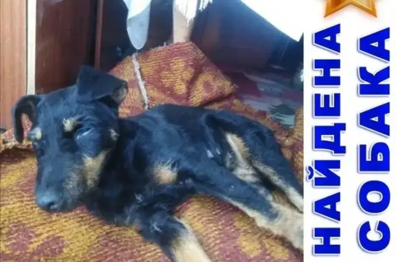 Найдена собака в районе сады Мостовик, Курган
