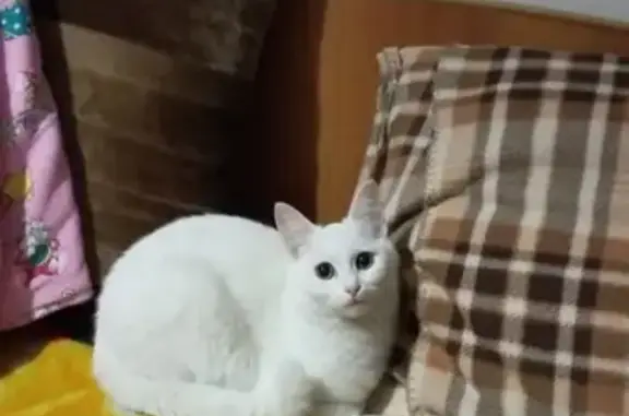 Пропала глухая белая кошка в Железногорске