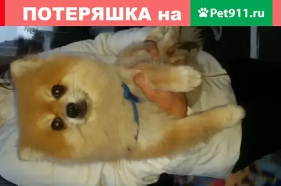 Собака с синим ремешком в Красноярске.