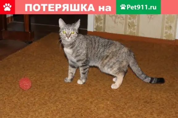 Пропала кошка в Нерюнгри, район Красной поликлиники