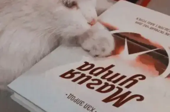 Потерянные животные Набережные Челны, фото: Пропала кошка: Хасана Туфана 19/14Б, рядом с «Food house»