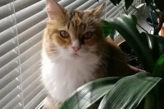 Кошки потеряшки, Санкт-Петербург, фото: Потеряшка кошка в Московском районе СПб на пр. Гагарина 31