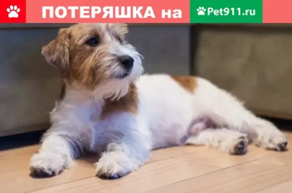 Пропала собака ТИМ, рег. №41543, г. Кудрово, СПб.