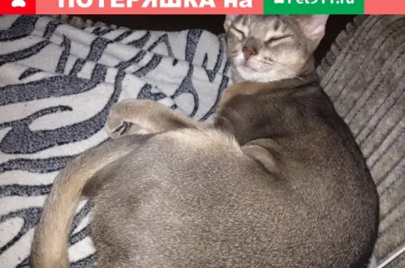 Пропала кошка абиссинской породы в Астрахани, улица Ботвина Маркина, вознаграждение за находку