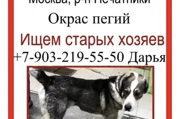 Найдена дружелюбная собака в Москве, Гурьянова д.39