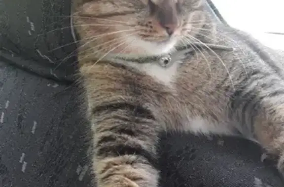 Пропала кошка Мусечка в Сосногорске, помогите найти!
