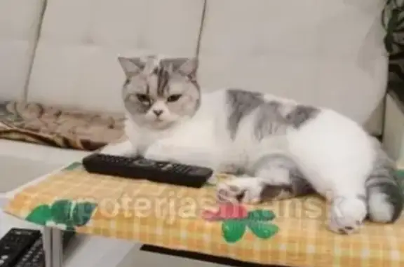 Объявления о пропавших и найденных животных, Новосибирск, фото: Пропала кошка в Железнодорожном районе Новосибирска