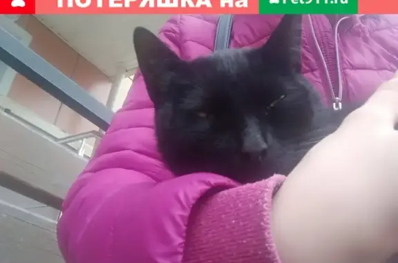 Найдена кошка на Сибирской 81, с ошейником.