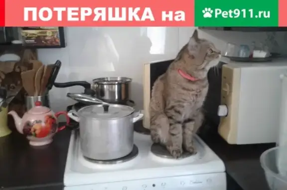 Объявления о пропавших и найденных животных, Новосибирск, фото: Пропала кошка Кот в Новосибирске.