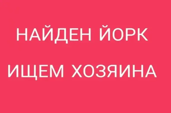 Найдена черная собачка на Российской улице в Челябинске