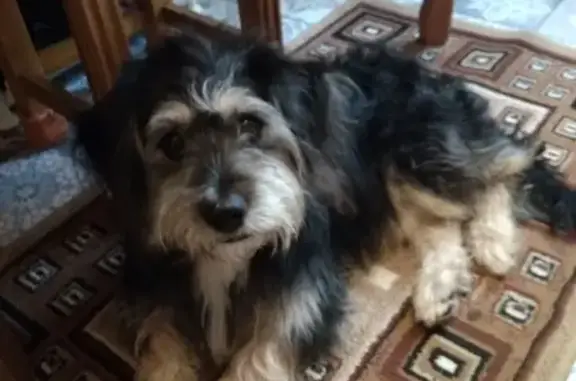 Найдена собака мальчик возле Пулково, тел. 89516446417