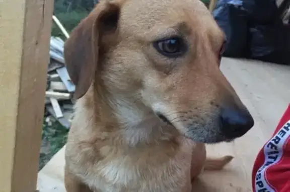 Пропала собака в Горно-Алтайске, ул. Мери, рыжий такса Филипок