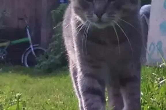 Пропала кошка в Петрозаводске, поселок «Чогозеро»