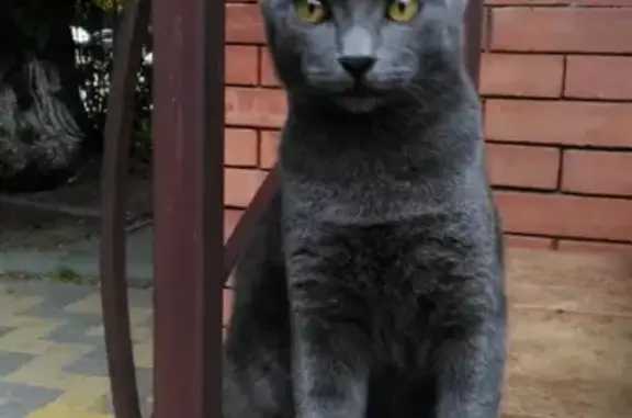 Пропала британская кошка в Стройгородке, ищем хозяина!