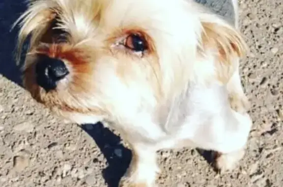 Пропала собака йорк в Казани