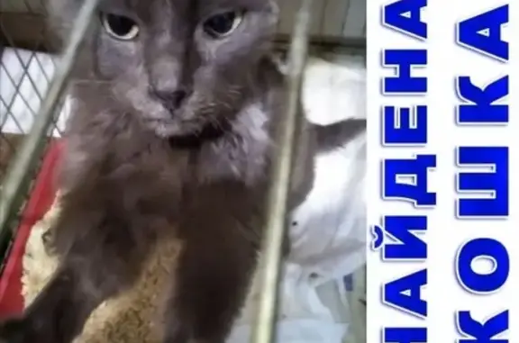 Найдена кошка Мурзик в Кургане