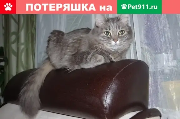 Пропала кошка, ул. Карла Маркса, 12, Королев