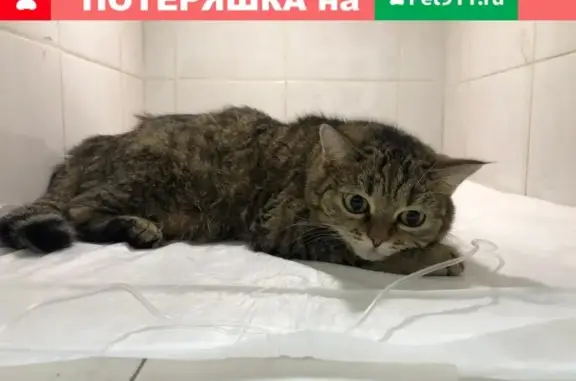 Найден кот в Новосибирске, нуждается в лечении